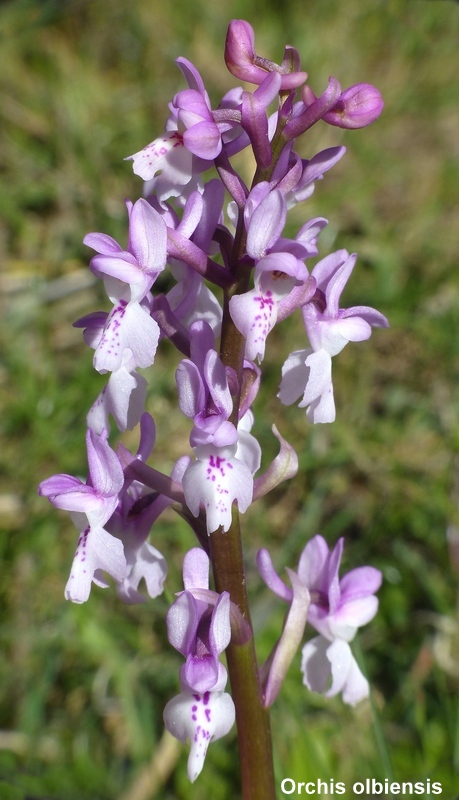 Andalusia: le orchidee e Grandi Pietre  marzo-aprile 2023.